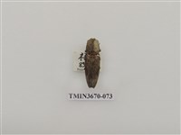 藏品(叩頭蟲(1))的圖片